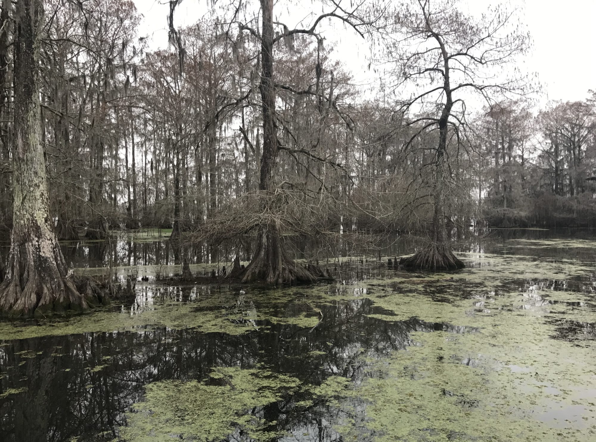 swamp tour near lafayette la