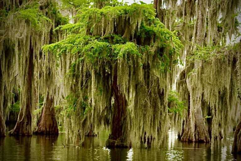 Welcome to Louisiana Swamp Tours